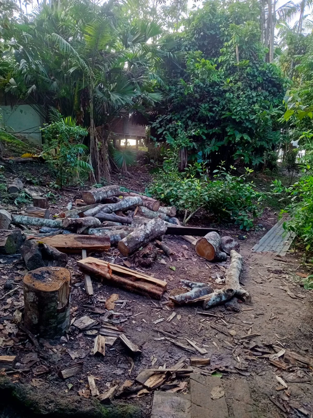 Garden and tropical vegetation at the family home