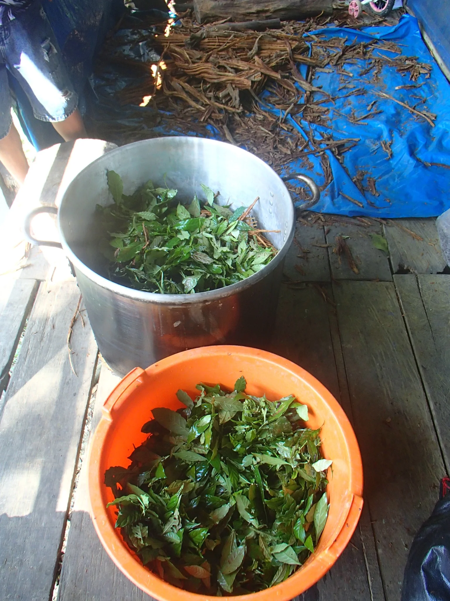 Amazonian plant used in family tradition